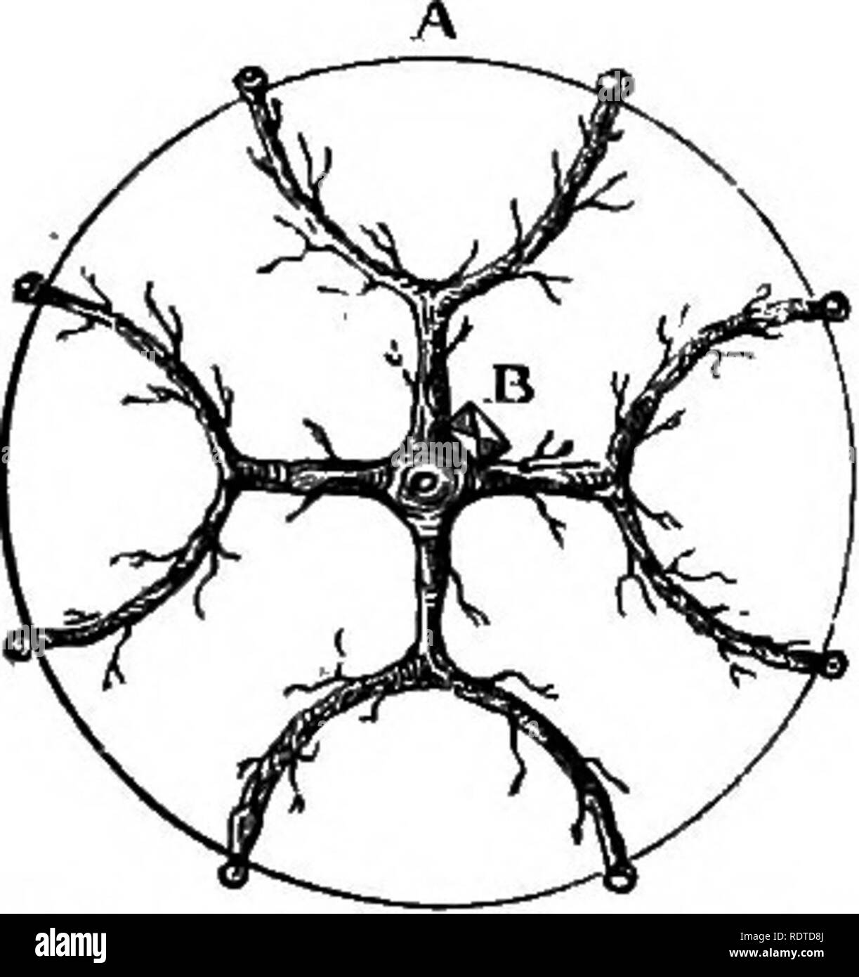 . Les parcs et jardins de Paris, considérée en relation avec les désirs des autres villes et des jardins publics et privés ; être notes sur une étude des Jardins de Paris. Jardinage ; Jardins ; Parcs nationaux. Arbre généalogique de poire dans Jbrtn^ seoen ballon teen pieds de haut et six pieds de dia-mètre.. Poirier de plan en forme de ballon. Une fois formée, n'admet pas d'accroissement de la taille. Treillis pour l'espalier-arbres sont nombreux ici. La raison est que le vent d'automne sont très destructrices pour la grande culture finement les poires sur arbres pyramidaux ; sur les arbres à fruits l'espalier fixe résiste à la plus forte tempête de septembre. C'est Banque D'Images