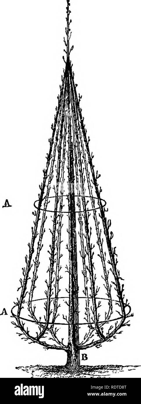 . Les parcs et jardins de Paris, considérée en relation avec les désirs des autres villes et des jardins publics et privés ; être notes sur une étude des Jardins de Paris. Jardinage ; Jardins ; Parcs nationaux. Les 338 PARCS ET JARDINS DE PARIS. [Chap. XX. fermement, et l'arbre soit entièrement une improyement a décidé de la pyramide pour des postes importants dans les jardins. FeekiIcees.-Le jardin de fruits ici est la plus belle J'ai vu priyate dans tout lieu en France. Il y a beaucoup de magnifiques formé l'espalier-arbres. Ils sont plus de deux fois plus élevé que ceux habituellement vus dans nos jardins, à environ dix pieds de haut ; mais pas Banque D'Images