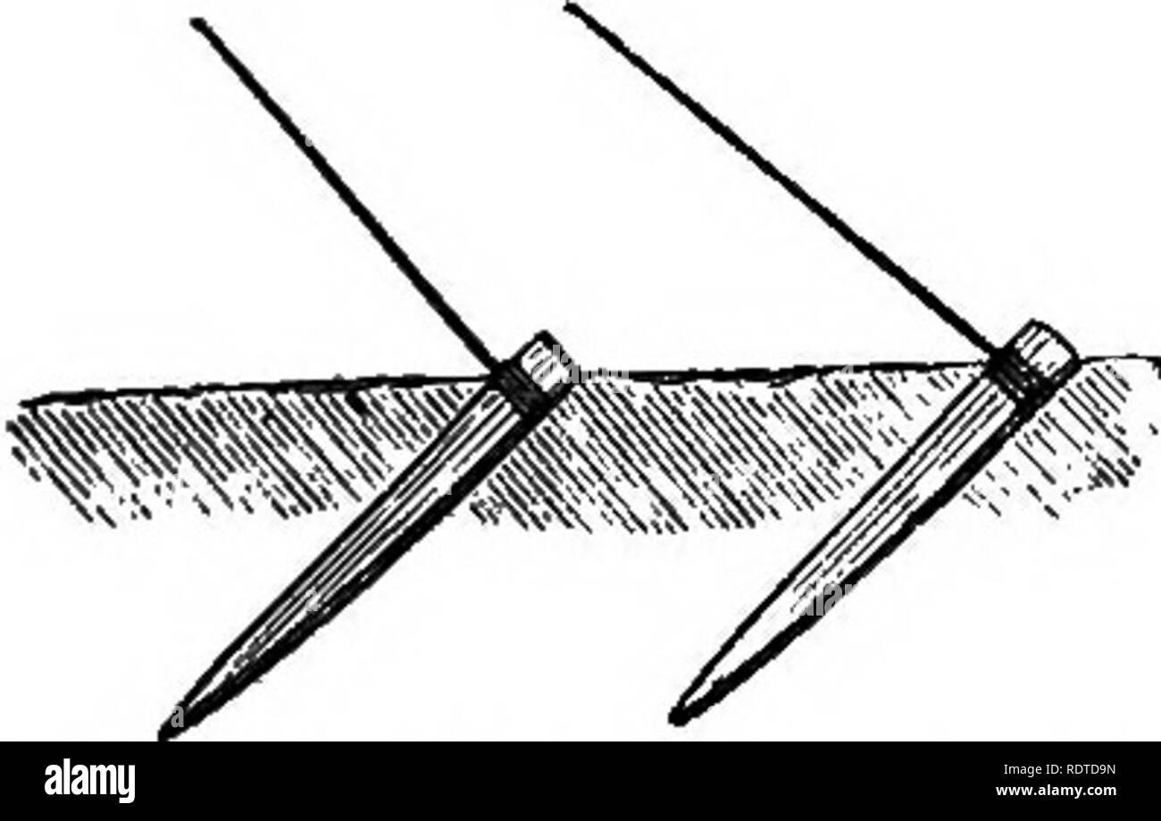 . Les parcs et jardins de Paris, considérée en relation avec les désirs des autres villes et des jardins publics et privés ; être notes sur une étude des Jardins de Paris. Jardinage ; Jardins ; Parcs nationaux. Partie de l'auto-supportijlg l'espalier de pear-arbres^ formé jo à l'horizontale et verticale des arbres formés, les points de l'arbre greffé formés à l'horizontale ly approche de la branches seulement de les verticales. fruit est dit d'être mieux qu'à partir de la pyramide à saveur d'arbre, dans lequel il y a habituellement une bonne partie de l'ombre, alors qu'ils sont peut-être la plus facile de toutes les formes de conduite, et un grand nombre de k Banque D'Images