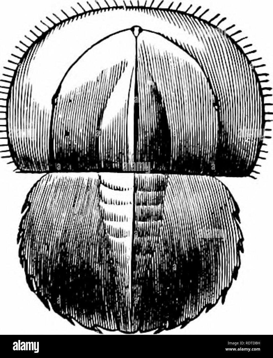 . Zoologie. Zoologie. Les trilobites. 99 limule, et est souvent ornée diversement witli tuber- cles aud épines. Le corps est divisé en trois lobes longi- tudinal, le central situé sur la région du cœur, comme en tests. Le corps diffère de la de qu. Veuillez noter que ces images sont extraites de la page numérisée des images qui peuvent avoir été retouchées numériquement pour plus de lisibilité - coloration et l'aspect de ces illustrations ne peut pas parfaitement ressembler à l'œuvre originale.. Packard, A. S. (Alpheus Spring), 1839-1905. N. Y. , Holt Banque D'Images