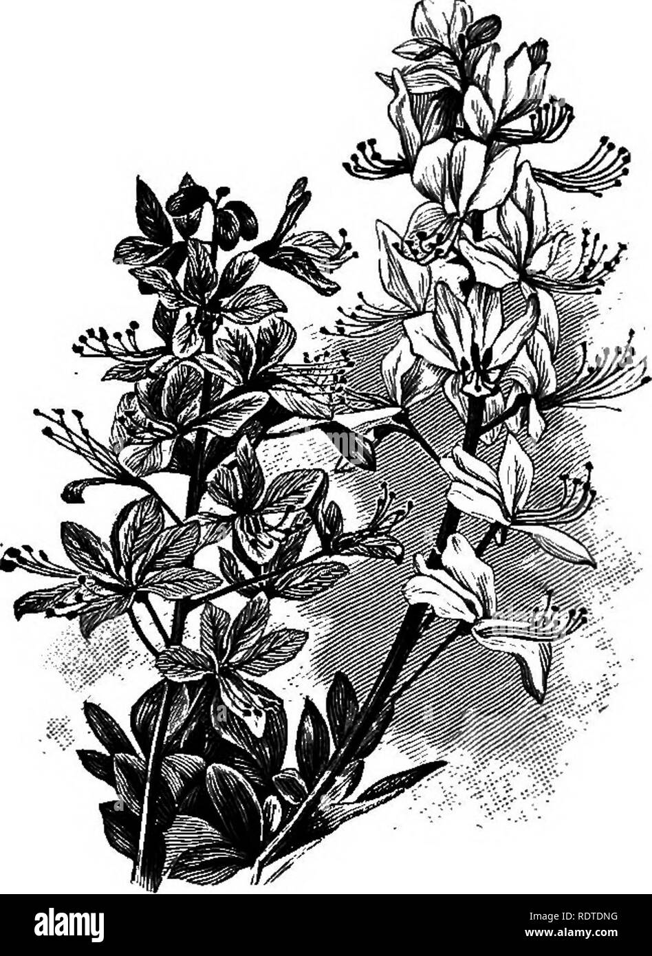 . Paysagiste. Remarques et suggestions sur les pelouses et de pelouse plante--mise en forme et l'arrangement des lieux du pays, grands et petits parcs, des parcelles du cimetière, et de la gare ferroviaire de pelouses--feuillus et conifères et arbustes--la frontière hardy-plantes--gainé cuir blanc, etc. Landscape Gardening. 180 des fleurs de jardin. Le rouge et le blanc représentent la somme de leurs couleurs. Ces couleurs, CDM^jamais, sont si lumineux dans la plupart des espèces et variétés que lorsque considéré avec le noble plume-comme mode de floraison quelques étonnement peut être assez exprimé qu'ils ont reçu si peu d'emploi. Delphini Banque D'Images