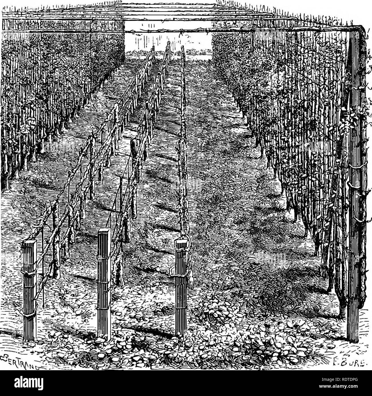 . Les parcs et jardins de Paris, considérée en relation avec les désirs des autres villes et des jardins publics et privés ; être notes sur une étude des Jardins de Paris. Jardinage ; Jardins ; Parcs nationaux. Chap. XVIL] L'ÉCOLE D'HORTICULTURE DE VERSAILLES. Longueur de 265 arbre a été formés de cette manière. Dans quelques endroits en France est le système de l'espalier si abondamment et si bien réalisé qu'ici. La forme représentée ici est bien meilleur que le cordon ou mono-Poirier ramifiés, parce qu'un développement naturel et plus libre est autorisé à l'arbre : en même temps la. '^^^. FASS&gt ; VzpTjL' de porti Banque D'Images