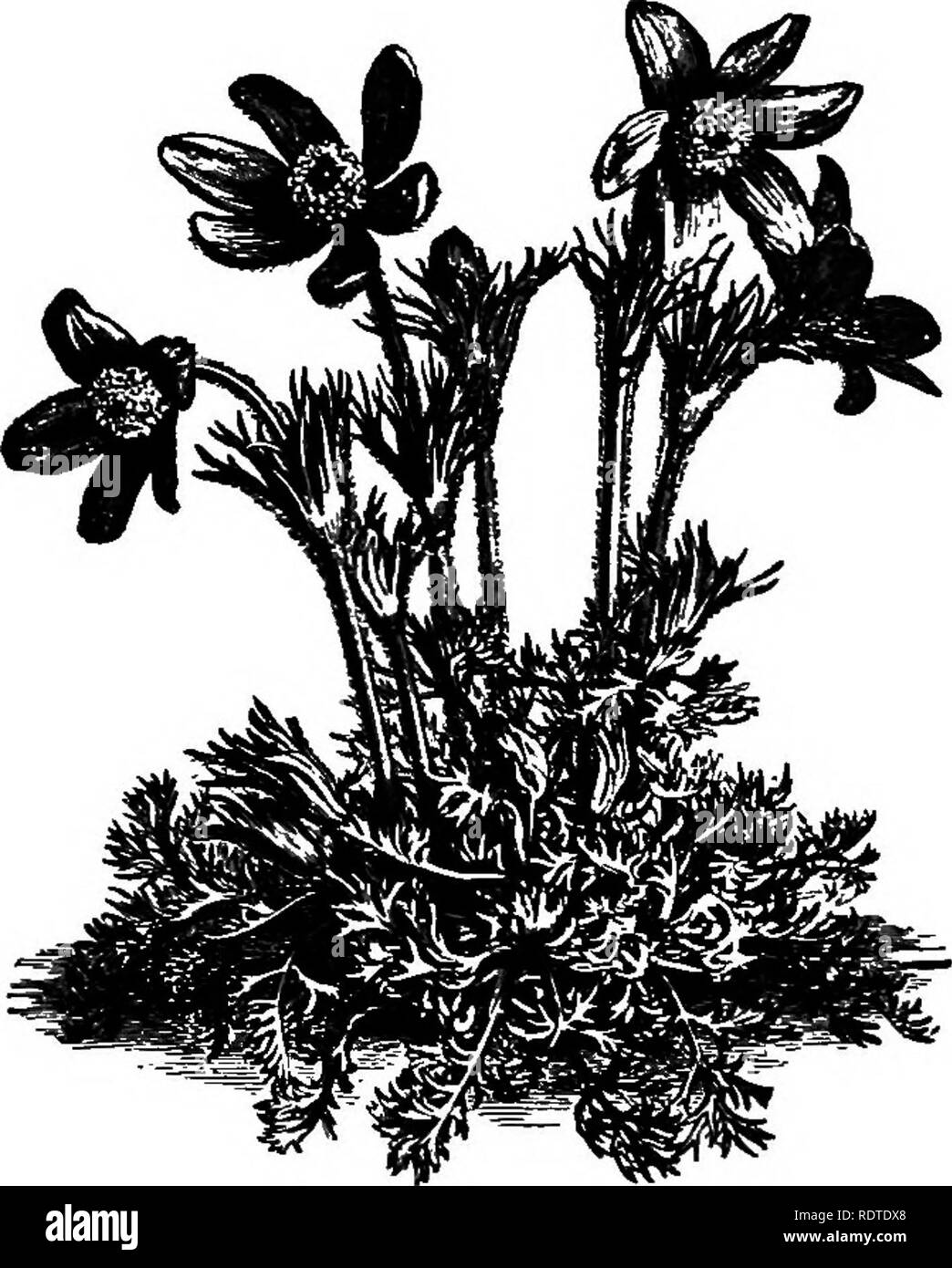 . Paysagiste. Remarques et suggestions sur les pelouses et de pelouse plante--mise en forme et l'arrangement des lieux du pays, grands et petits parcs, des parcelles du cimetière, et de la gare ferroviaire de pelouses--feuillus et conifères et arbustes--la frontière hardy-plantes--gainé cuir blanc, etc. Landscape Gardening. 160 fleurs jardin fleuri. espèces variées bleu. Anémone pulsatilla, Euro- pean pasque-fleur, a feuilles coupées finement et solitaire dark shaggy, fleurs violettes. Anemone sylvestris, chute de neige- vent - fleur, fleurs blanc pur, a deux pouces de diamètre, et fleurit en avril et mai, et parfois tout l'été. Banque D'Images