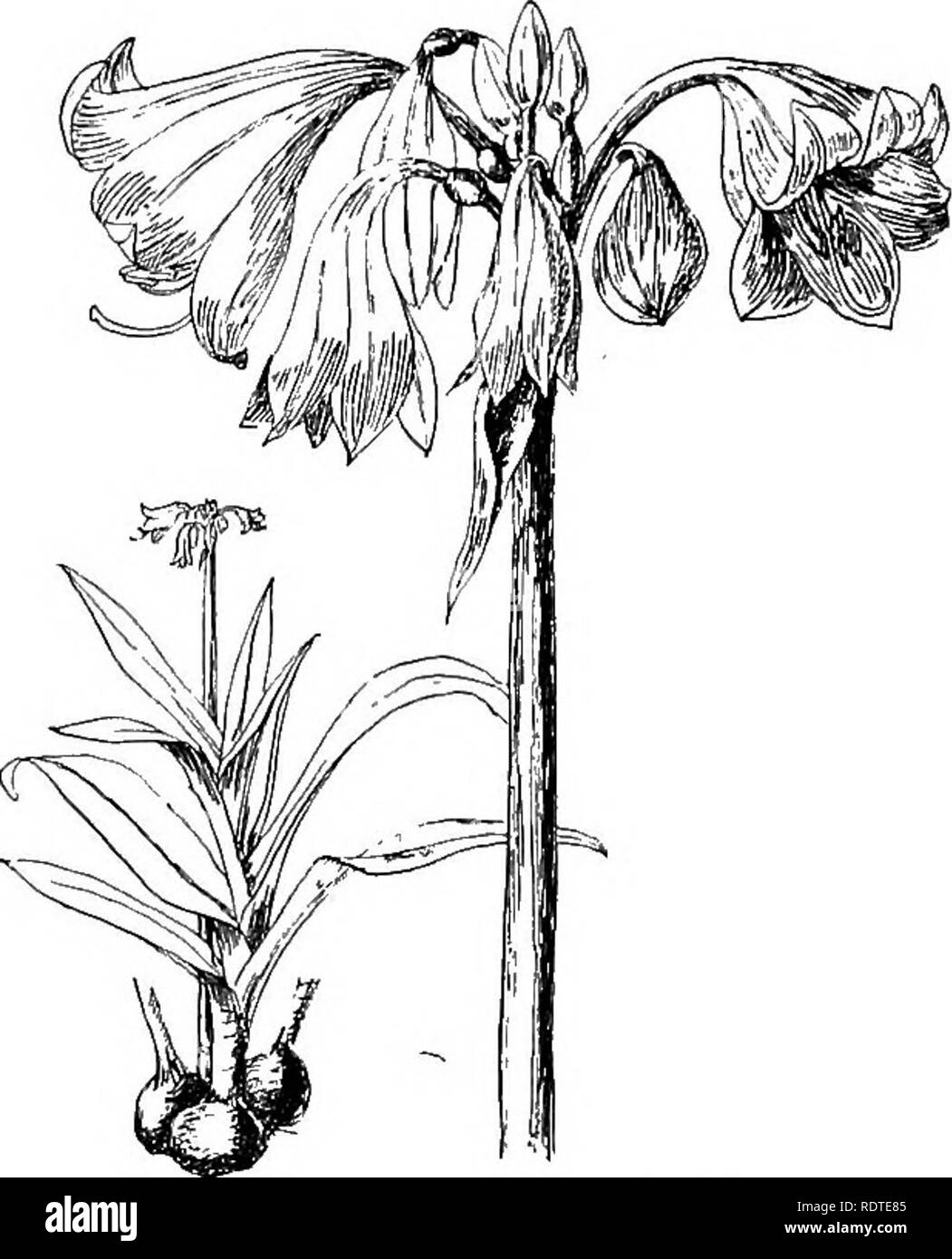 . L'ampoule du livre ; ou, pour les plantes tubéreuses et bulbe plein air, cuisinière, et les émissions, contenant des renseignements qu'à des descriptions, de la culture, la propagation, etc., de plantes de toutes les régions du monde ayant les oignons, bulbes, tubercules, rhizomes ou exclus (orchidées). Ampoules (plantes). Le LIVRE CKINUM CRINUM AMPOULE de grandes fleurs blanches, généralement rincée avec le dos rouge, sont portées sur un pédoncule arrondie d'environ 1 m de hauteur. {Bot. Mag. t. 661 rouge. Lil. t. 347.) Il existe plusieurs formes de cette espèce, y compris l'alhwm, avec des fleurs blanc pur ; striatum, blanc rayé de rose ; et Farinianum, du Ka Banque D'Images