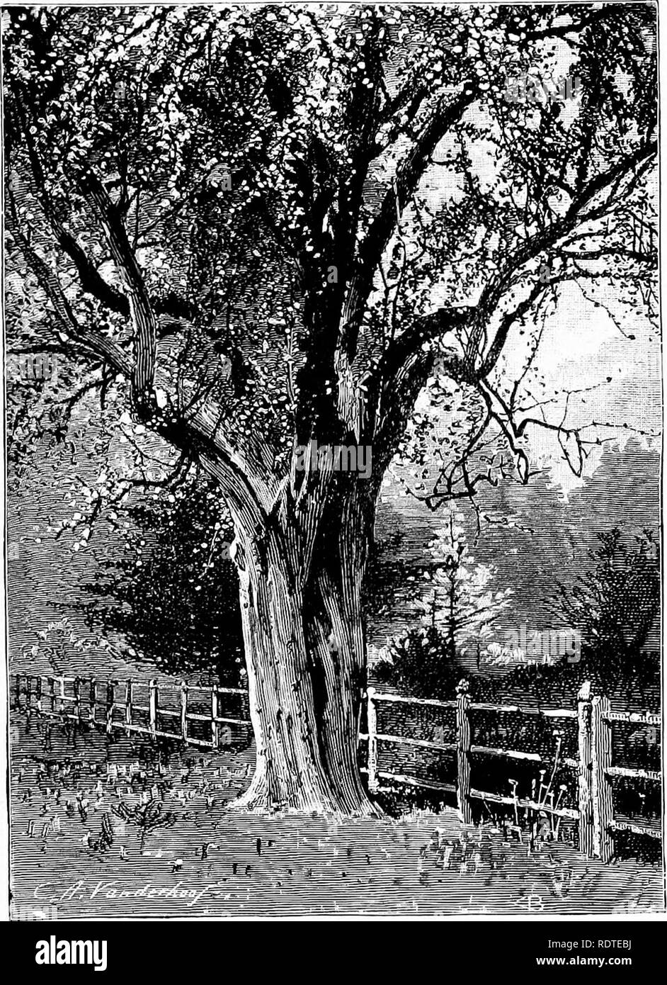 . Paysagiste. Remarques et suggestions sur les pelouses et de pelouse plante--mise en forme et l'arrangement des lieux du pays, grands et petits parcs, des parcelles du cimetière, et de la gare ferroviaire de pelouses--feuillus et conifères et arbustes--la frontière hardy-plantes--gainé cuir blanc, etc. Landscape Gardening. Effets SUR LE PRINTEMPS LA WN. Le considerutiou^ &Lt ; f)-weakiiess^^uolias de luai nous rappelle le difficnlties dans la croissance précoce des épines euro- péennes dans de nombreuses sections de ce conntry jSTotwitli standuig..- le fléau qui s'attaque à l'épine, il est facile à trouver. ENGLISH L'AUBÉPINE. (Crat&gt ; Banque D'Images