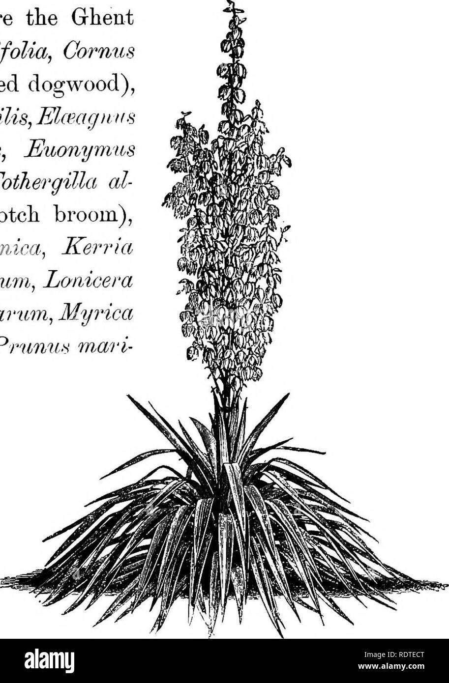 . Paysagiste. Remarques et suggestions sur les pelouses et de pelouse plante--mise en forme et l'arrangement des lieux du pays, grands et petits parcs, des parcelles du cimetière, et de la gare ferroviaire de pelouses--feuillus et conifères et arbustes--la frontière hardy-plantes--gainé cuir blanc, etc. Landscape Gardening. Traitement des terrains en pente. Arbre pleureur 29, lai'ch, pyramidale, chêne, peuplier et ItJius UTius aromatica glabra laciniata ou cut-leaved sumach, l'arbre de ginkgo (Sali-ihtiria adiantifolia), Salix rosmarinifolia rosemary (saule à feuilles), et le Japon des pleurs (8) ophora. Certains arbustes suitabl Banque D'Images