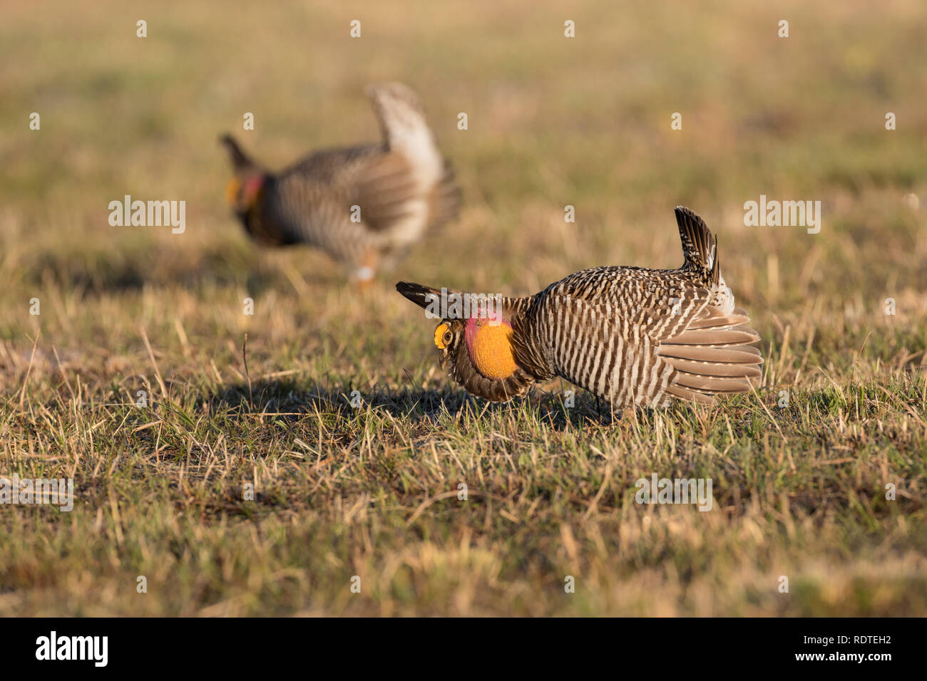 00842-05603 Plus Prairie-Chickens (Tympanuchus cupido) hommes afficher en plein essor sur lek/Prairie Ridge State Natural Area, Marion Co. IL Banque D'Images