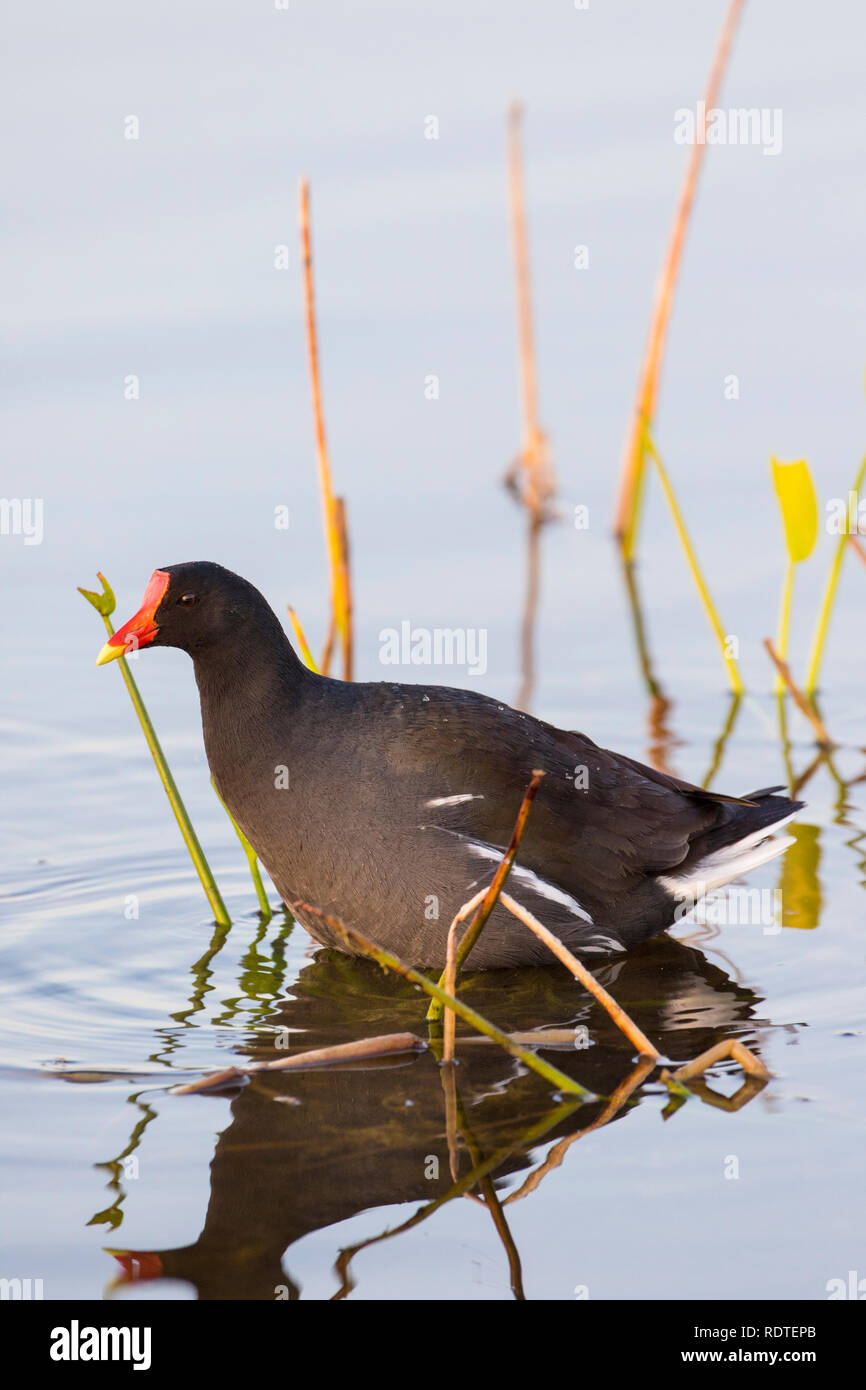 00858-00407 (Gallinula galeata gallinule commune) à Viera Wetlands Brevard Comté, FL Banque D'Images