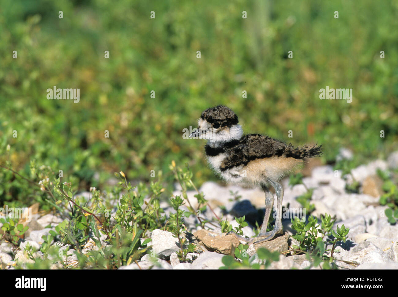 00895-01103 Le Pluvier kildir (Charadrius vociferus) juvenal Marion Co. IL Banque D'Images