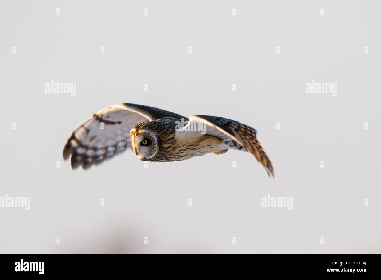 Court-eard 01113-01902 Owl (Asio flammeus) en vol en hiver Prairie Ridge State Natural Area, Marion Co. IL Banque D'Images