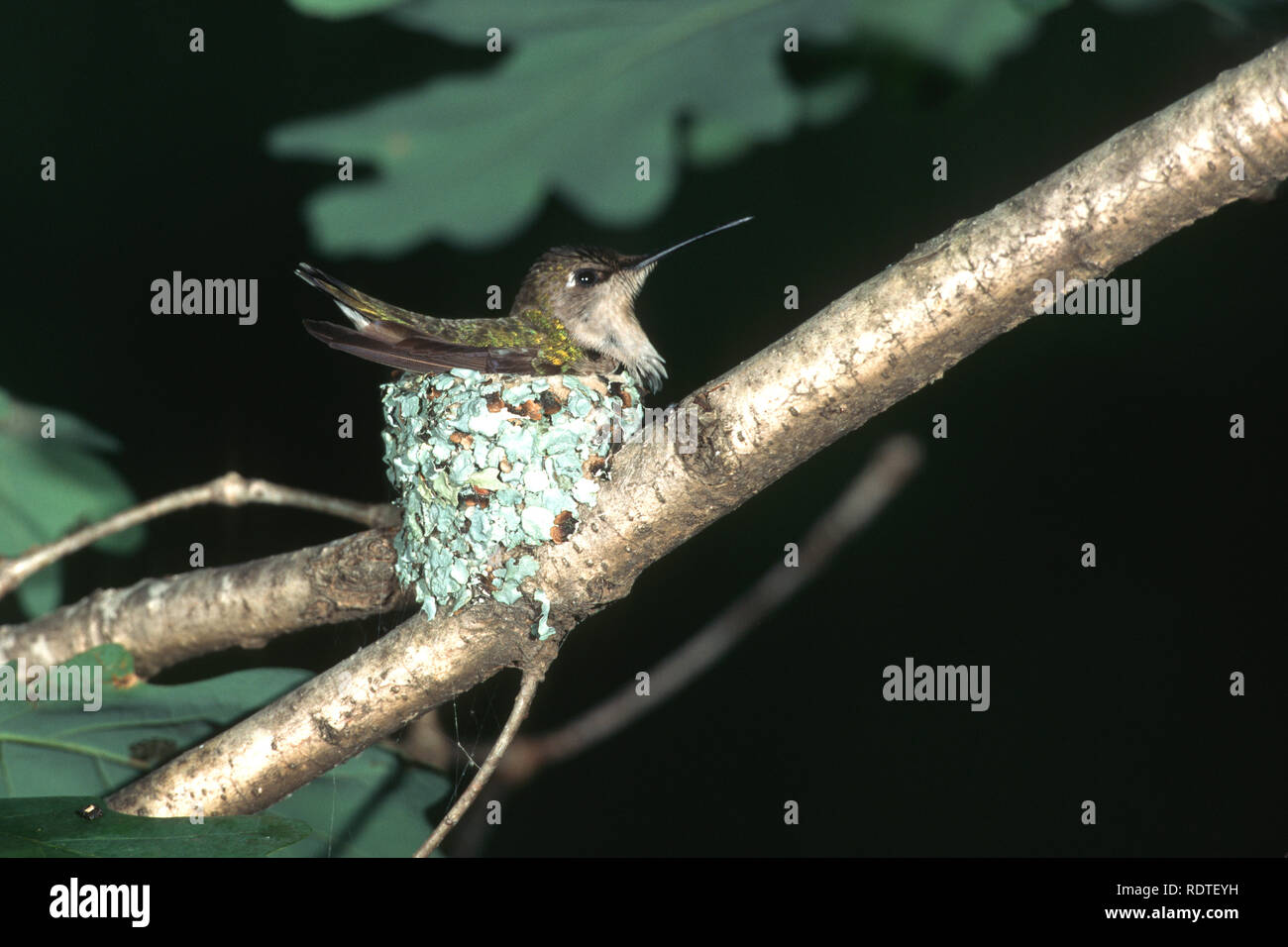 01162-01619 Colibri à gorge rubis (Archilochus colubris) femelle sur son nid Marion Co. IL Banque D'Images