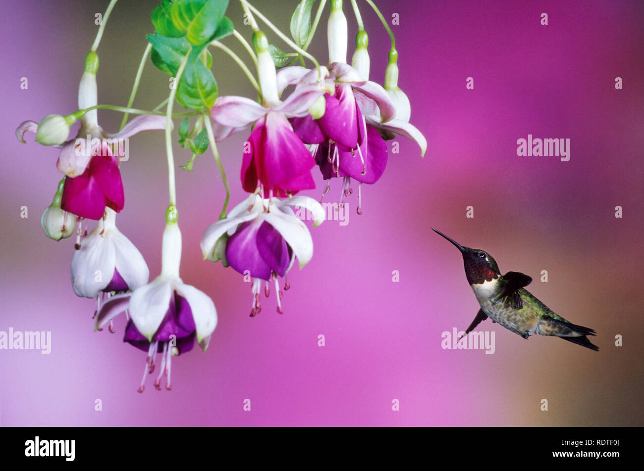 01162-068.02 Colibri à gorge rubis (Archilochus colubris) mâle à Fuchsia hybride (fuchsia) Shelby Co. IL Banque D'Images