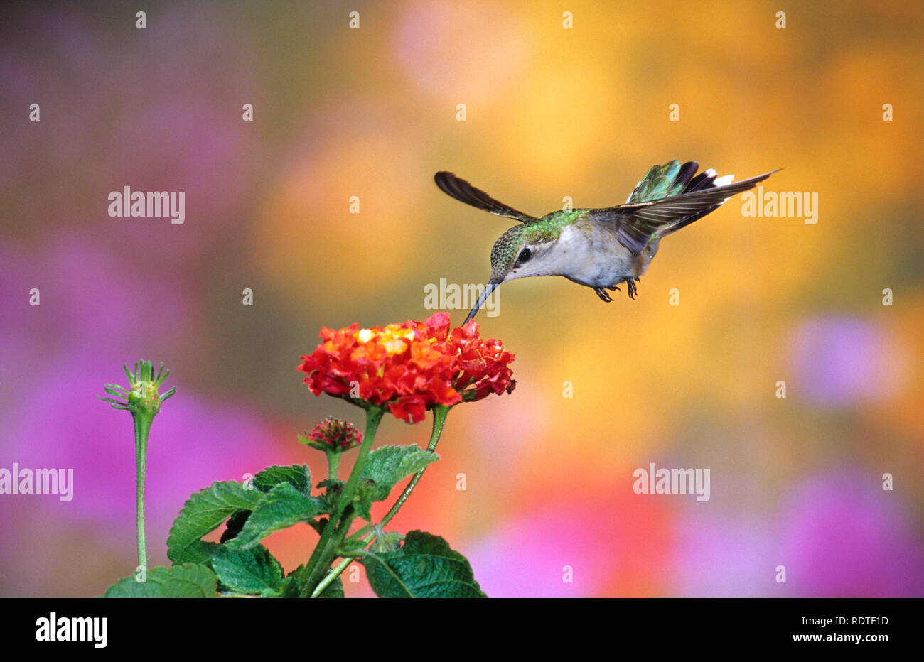 01162-079.07 Colibri à gorge rubis (Archilochus colubris) femelle à Dallas (Lantana camara Lantana rouge) Shelby Co. IL Banque D'Images