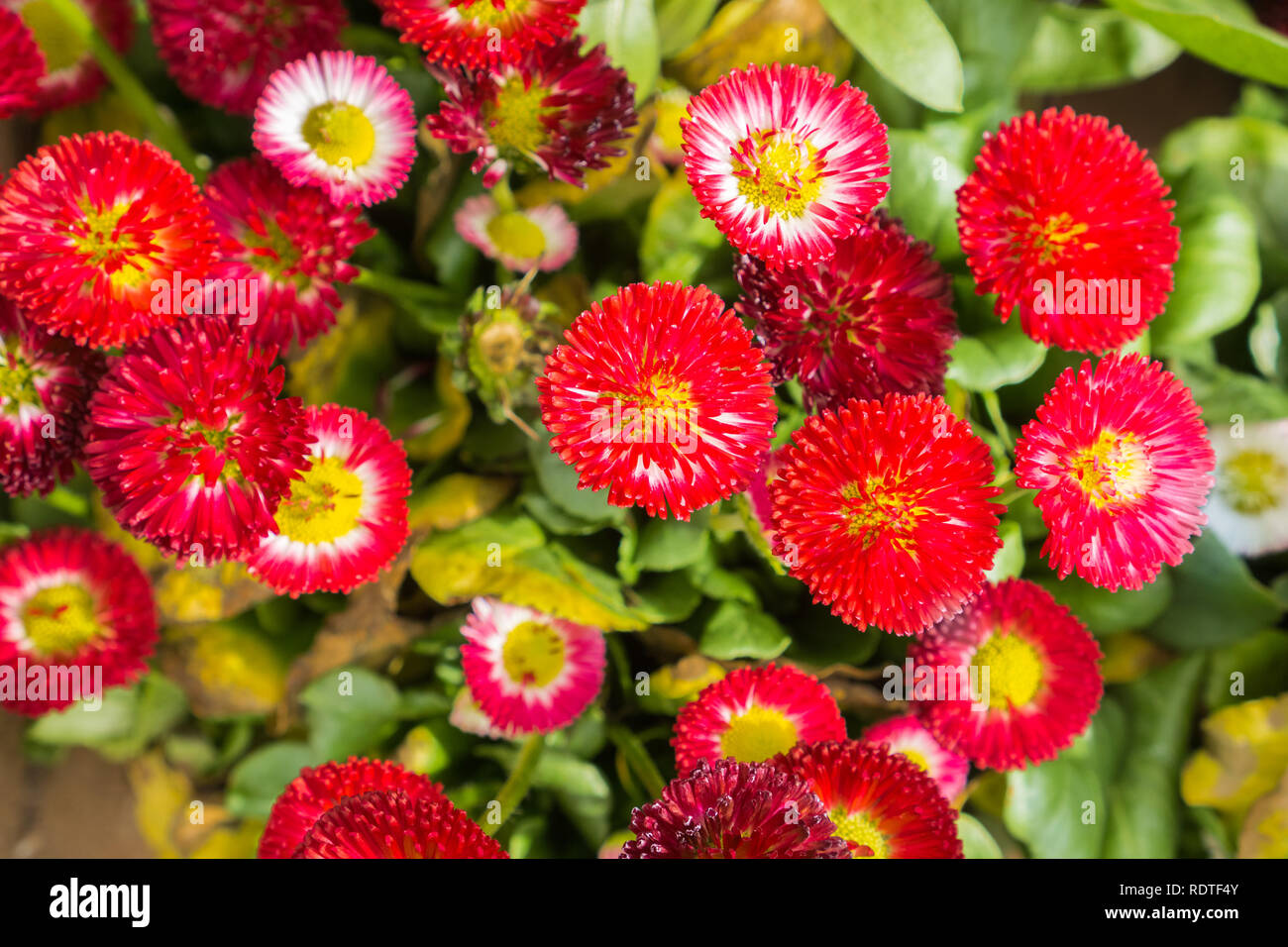 Bellis perennis fleurs rouge vif Banque D'Images