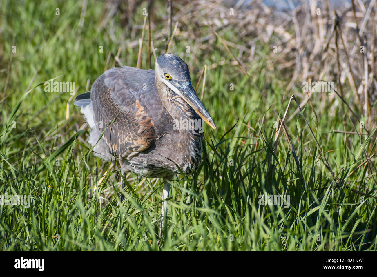 Grand Héron (Ardea herodias) la chasse pour des lézards et des gaufres dans l'herbe verte, région de la baie de San Francisco, Californie Banque D'Images