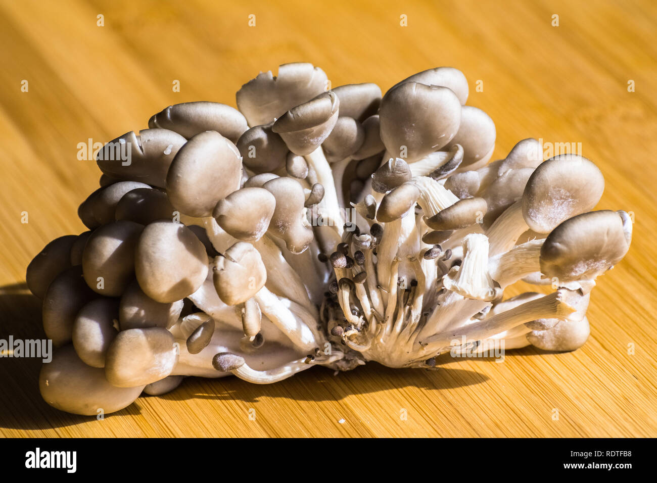 Close up d'un groupe de champignons frais (Pleurotus ostreatus) sur une planche à découper en bois Banque D'Images