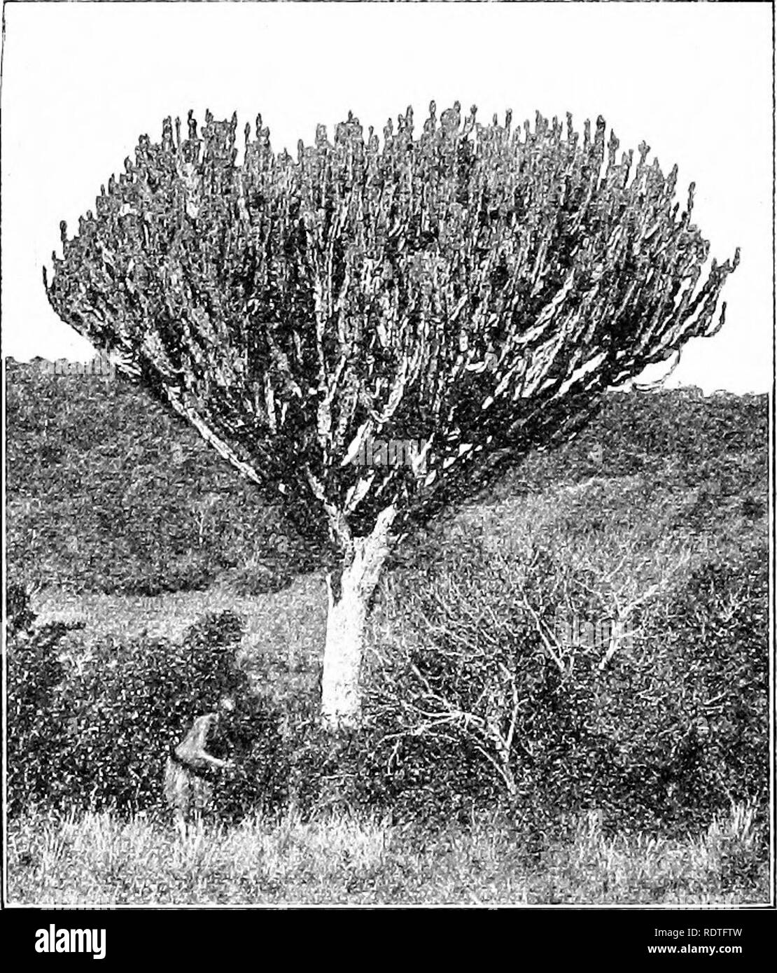 . Les plantes et leurs moyens en Afrique du Sud. La botanique, la botanique.  !28 plantes et leurs moyens d'Afrique Soutli involucre de bractées 4 ou 5 nations. Le beau vert E. helio- scopia, L., est une mauvaise herbe commune. L'Euphorbia souvent trouvés dans les jardins [Foinsetiia] est spectaculaire, avec de grandes bractées rouge vif sous les inflorescences. Le genre a un jus laiteux, par qui, si elle n'est pas la floraison, il peut se distinguer du cactus. Cluytia est un arbuste dioïque ou la moitié ; les fleurs d'arbustes. J'iG. 307.-Eupttorbia arbre dans le Natal. (W'ni. Lois Caney, Maritzburg.) ont un périanthe double d'une couleur verdâtre. Le pistil Banque D'Images