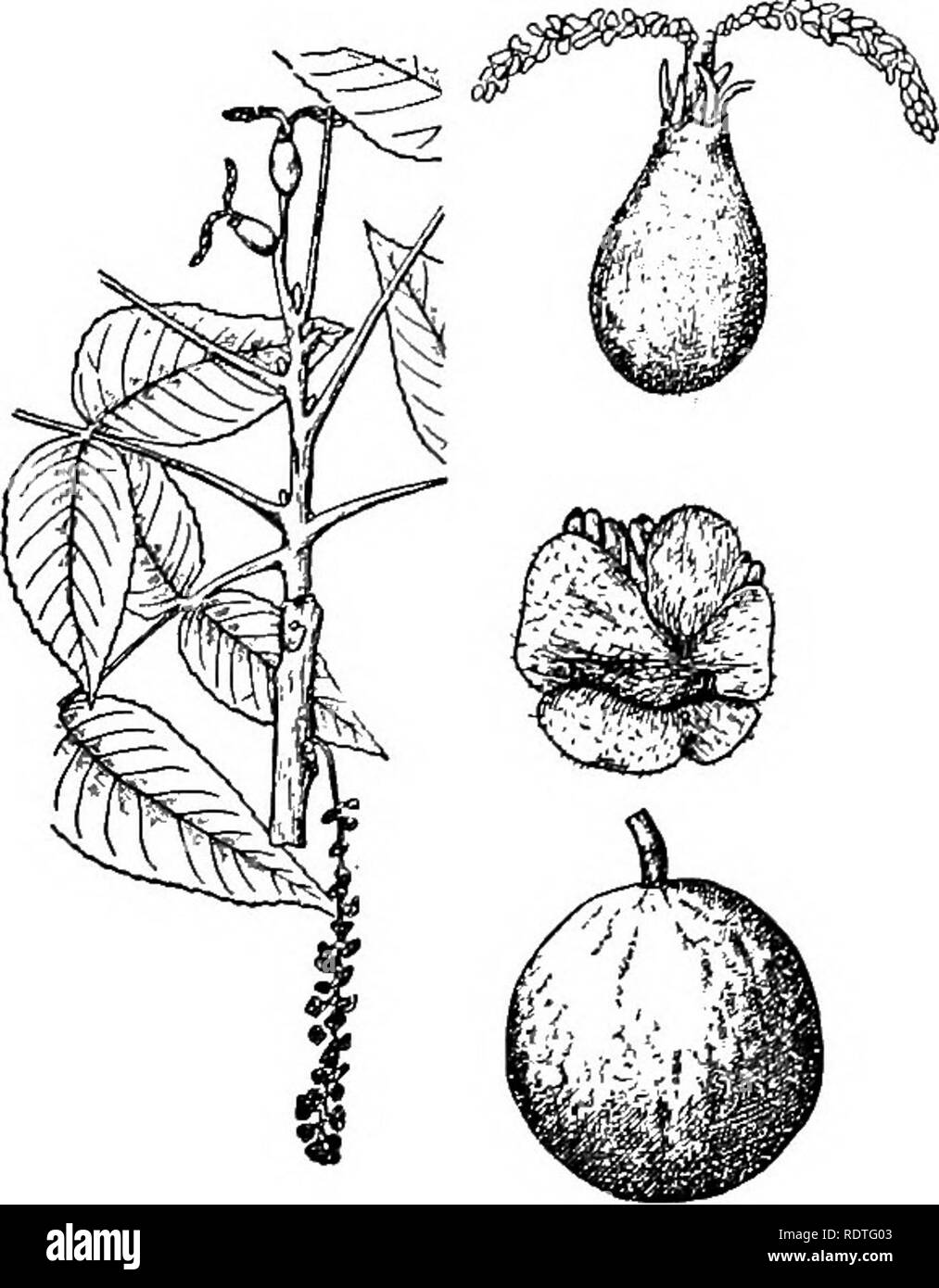 . La botanique, avec les applications agricoles. La botanique. Les angiospermes 474 ou d'un nombre d'étamines de garder à l'aisselle d'une bractée ou à petite échelle. Le saule pleureur, ainsi nommée à cause de ses branches tombantes, est cultivé pour sa beauté. L'augmentation du panier saules pour les germes, qui sont tissées en paniers, chaises, et d'autres articles, est une industrie d'une importance considérable. Les saules sont facilement reproduites, prendre racine facilement lorsqu'elles sont transplantées ou de boutures. Ils se développent particulièrement bien près de l'eau et sont souvent plantés le long des rivières où ils empêchent la couper loin des banques par des inondations. Un Banque D'Images