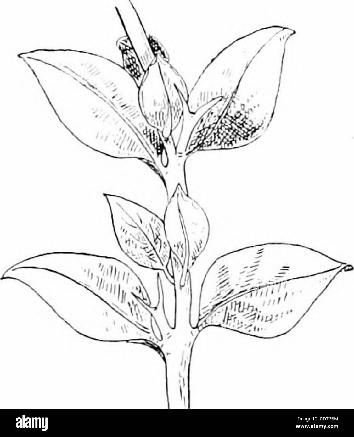 . Les plantes et leurs moyens en Afrique du Sud. La botanique, la botanique. Fig. 48.-. Des semis de pin Couper les racines et de replanter un semis d'Acorn thrifty. Lorsque les nouvelles pousses ont formé répéter l'opération plusieurs fois. Avoir une autre culture des semis pour comparer la croissance. Les Japonais ont longtemps été célèbres pour leur secret de produire les arbres nains. Oaks, à plus de 100 ans, se développer com- fortably dans un petit pot. Peut-être que si vous portez cette loi à l'esprit que vous pouvez découvrir leur secret-ou un nouveau processus. Selon cette loi, si une partie de la plante pousse d'un grand. Fig. 49.-Lar. et de petites feuilles de Carissa ferox, E. Banque D'Images
