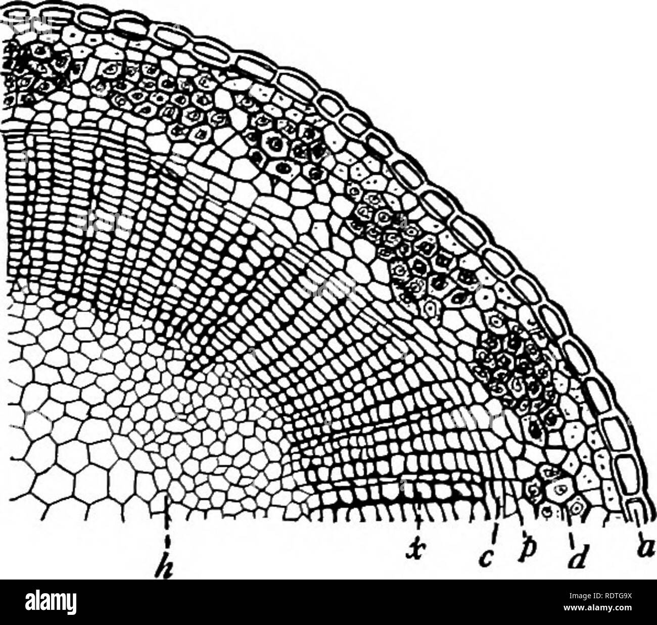 . La botanique, avec les applications agricoles. La botanique. 196 Les faisceaux vasculaires des tiges de toutes les dicotylédones sont très sim- ilar à ceux de monocotylédones dans la structure et la fonction des vaisseaux conducteurs, mais diffèrent essentiellement d'avoir cambium. {Fig. 174.) Le tissu conducteur du xylème se compose principalement de spirale, annulaire, dénoyautées, et les navires scalariformes-cette dernière étant ainsi nommé parce que les zones épaissies, séparés par des zones telles que tableaux, sont organisées, l'une au-dessus de l'autre, comme pour ressembler à la ronde d'une échelle. Comme dans les monocotylédones, les vaisseaux du xylème, probablement aidé par les pare Banque D'Images