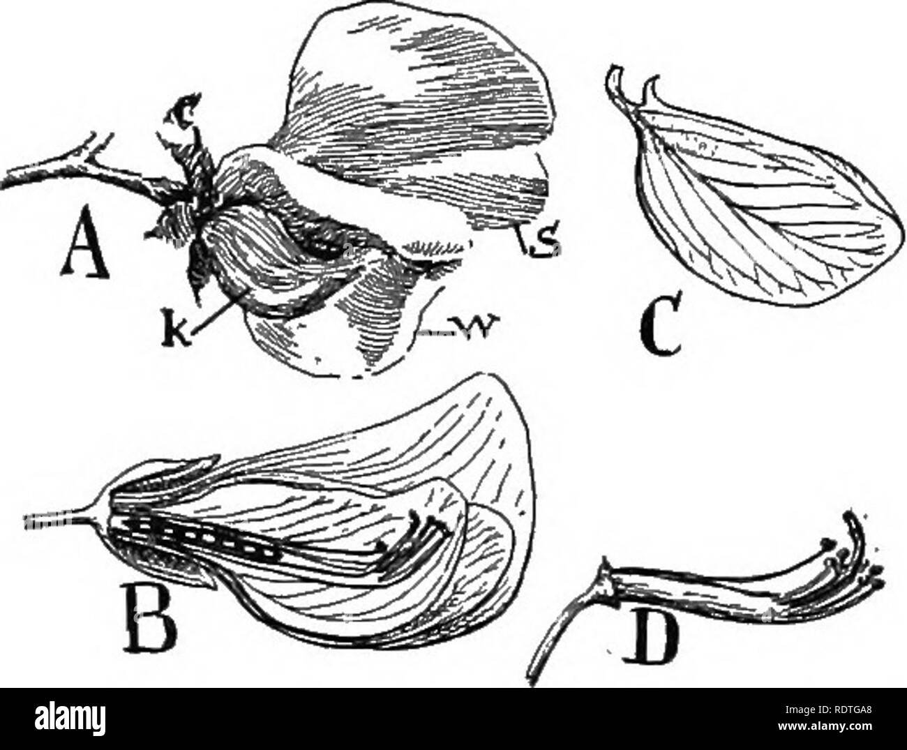 . La nature et le développement des plantes. La botanique. Le développement des plantes 453 à un certain genre de papillon, Papilio. Les plus importantes caractéristiques de cette forme de fleur sont très bien illustrée dans le pois (Fig. 316). La norme est la plus visible et, de l'orgue de couleur fleur, chevauchant les deux ailes qui couvrent pratiquement la quille. Par soigneusement la dépose de la quille et des ailes, on voit que ces organes sont attachés à le calice et prise par griffes plutôt étroite (Fig. 316 C) et qu'ils sont également verrouillées ensemble par un processus peu sur chaque aile qui s'adapte Banque D'Images