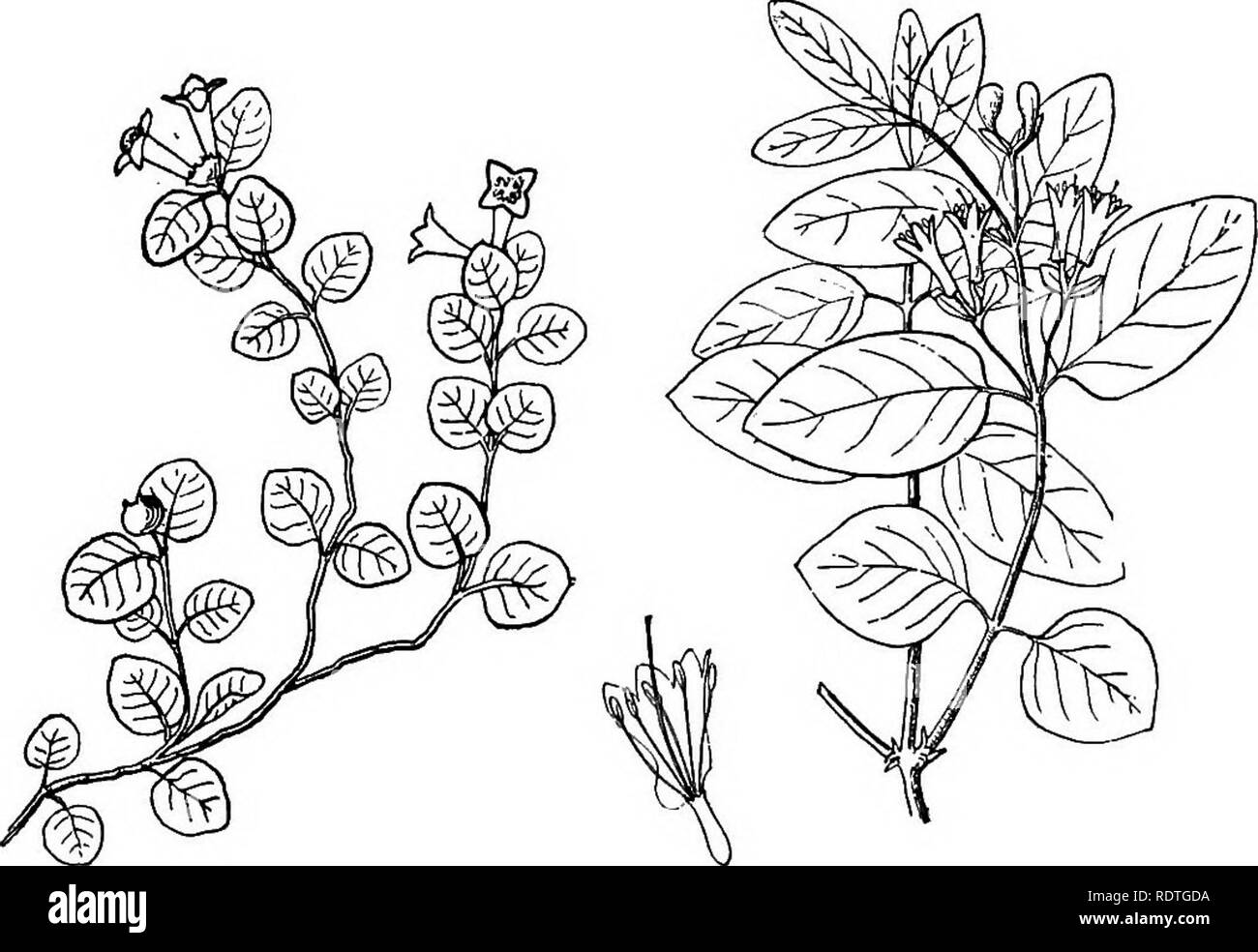 . Botanique élémentaire. La botanique. 288 dicotylédones. jusqu'à l'arrivée de la neige. La fleur est gamosépalé et gamopetalous. La corolle est en forme de cloche, à quatre lobes. Les lobes sont de couleur bleue, un peu de se propager, et joliment bordé de la marge. Les membres de la famille ont en face, feuilles simples, et pas de stipules. L'ovaire a une cavité unique, mais est formé de deux carpelles comme le montre les deux stigmates, et habituellement deux placentas. 549. Leçon XVIII. La famille de chèvrefeuille (caprifoli- aceae).-Les membres de cette famille sont pour la plupart des arbustes (un peu d'herbes) avec des feuilles opposées. Flow Banque D'Images