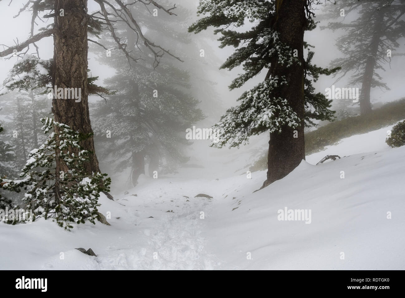 Une faible visibilité sur une journée avec un épais brouillard couvrant les forêts du Mont San Antonio (Mt Baldy), Los Angeles County, Californie Banque D'Images