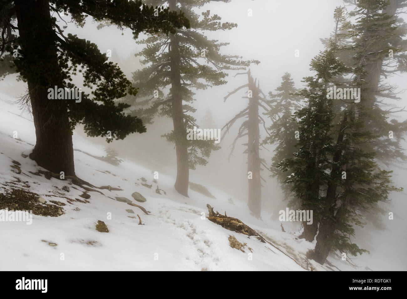 Une faible visibilité sur une journée avec un épais brouillard couvrant les forêts du Mont San Antonio (Mt Baldy), Los Angeles County, Californie Banque D'Images