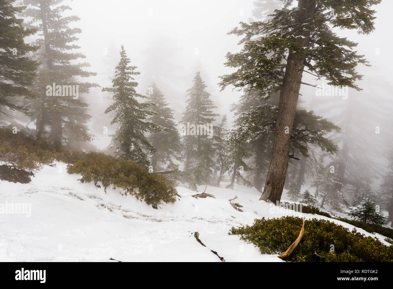 Une faible visibilité sur une journée avec un épais brouillard couvrant les forêts du Mont San Antonio (Mt Baldy), Los Angeles County, Californie Banque D'Images