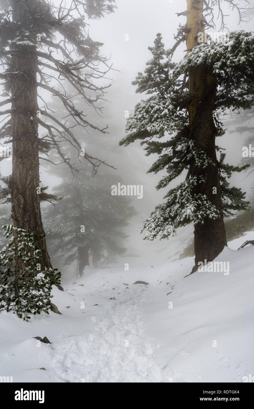 Une faible visibilité sur une journée avec un épais brouillard couvrant les forêts du Mont San Antonio (Mt Baldy), Los Angeles County, Californie Banque D'Images