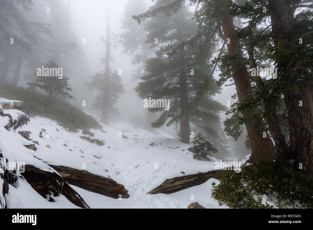 Une faible visibilité sur une journée avec un épais brouillard couvrant les forêts du Mont San Antonio (Mt Baldy), Los Angeles County, Californie Banque D'Images