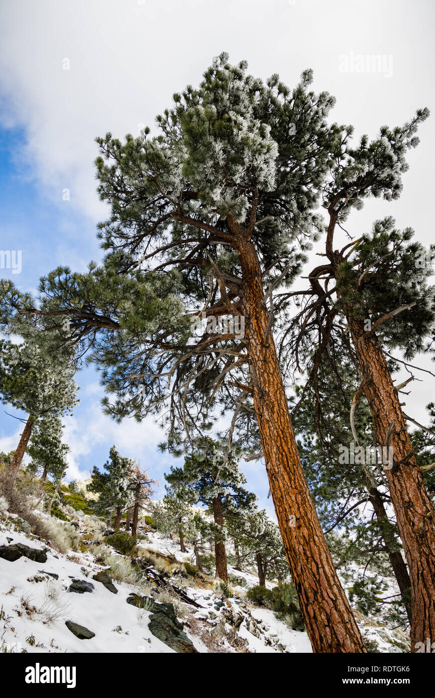 De grands pins qui poussent sur une pente dans les montagnes du sud, Californie Banque D'Images