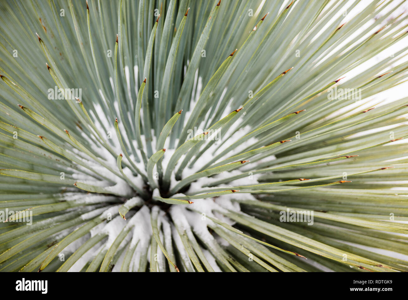 Close up du Chaparral Yucca (Hesperoyucca whipplei) poussant sur les pentes du Mont San Antonio, la neige à sa base ; Los Angeles County, Californie Banque D'Images