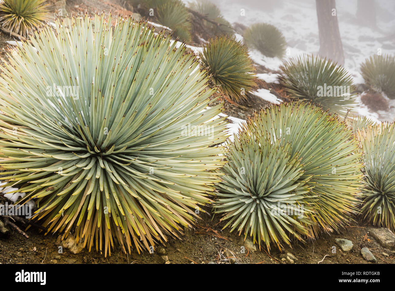 Hesperoyucca whipplei Yucca (Chaparral) poussant sur les pentes du Mont San Antonio, la neige sur le sol ; le comté de Los Angeles, Californie Banque D'Images