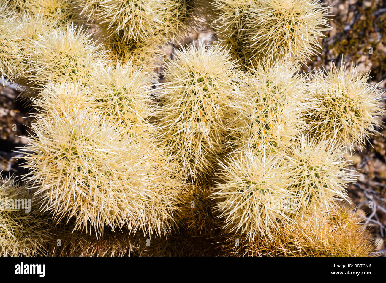 Close up of Teddybear Cylindropuntia bigelovii) (Cholla, Cholla Cactus Garden, Joshua Tree National Park, Californie du sud ; Vue de dessus Banque D'Images