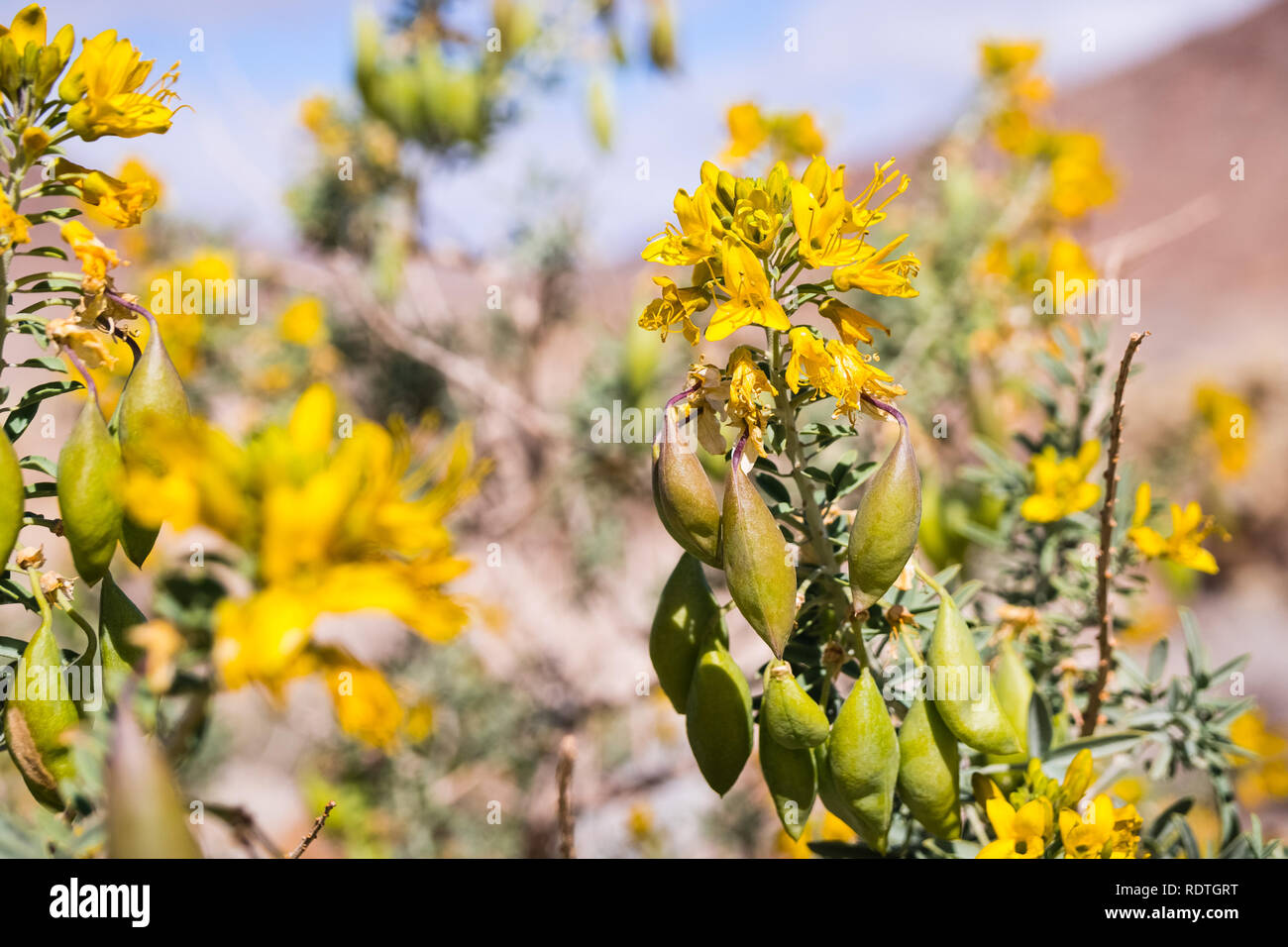Peritoma arborea (connu comme burrofat brûlante, et la Californie cleome) fleurs sauvages et les coupelles de semences dans la région de Joshua Tree National Park, Californie du sud Banque D'Images
