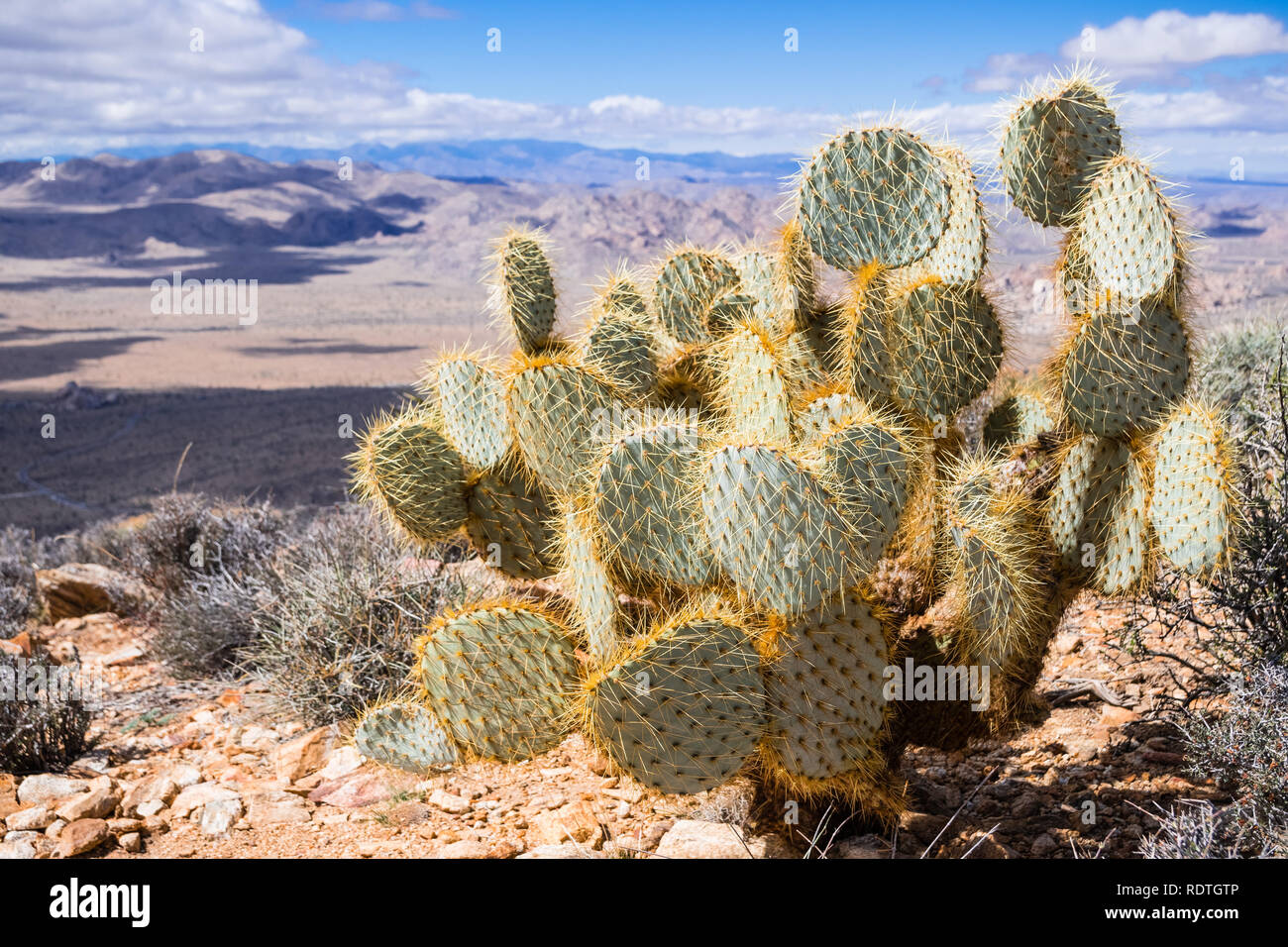Pancake le figuier de Barbarie (Opuntia Chlorotica), Joshua Tree National Park, Californie du sud Banque D'Images