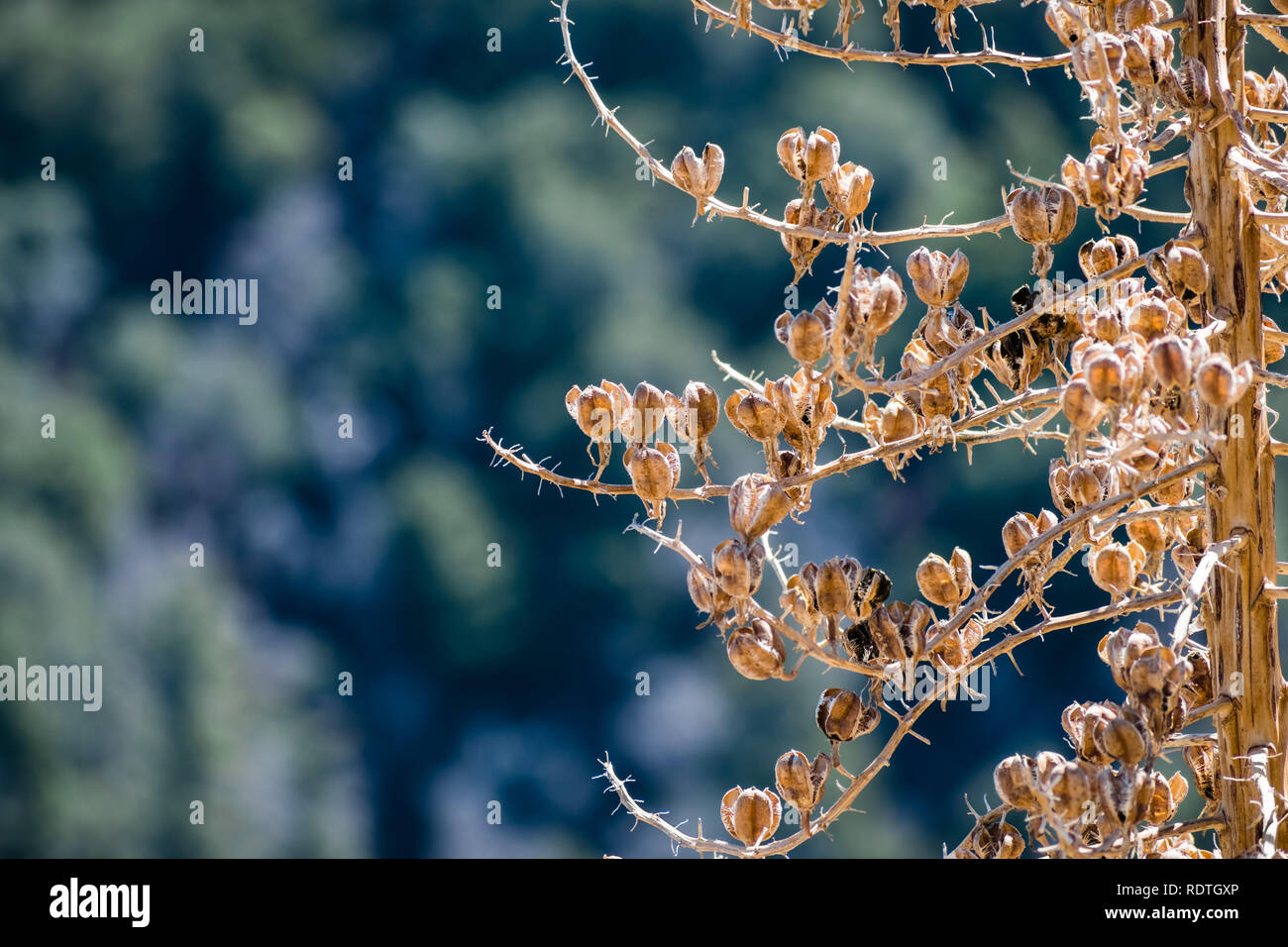 Close up du Chaparral Yucca (Hesperoyucca whipplei) gousses ; Los Angeles County, Californie Banque D'Images