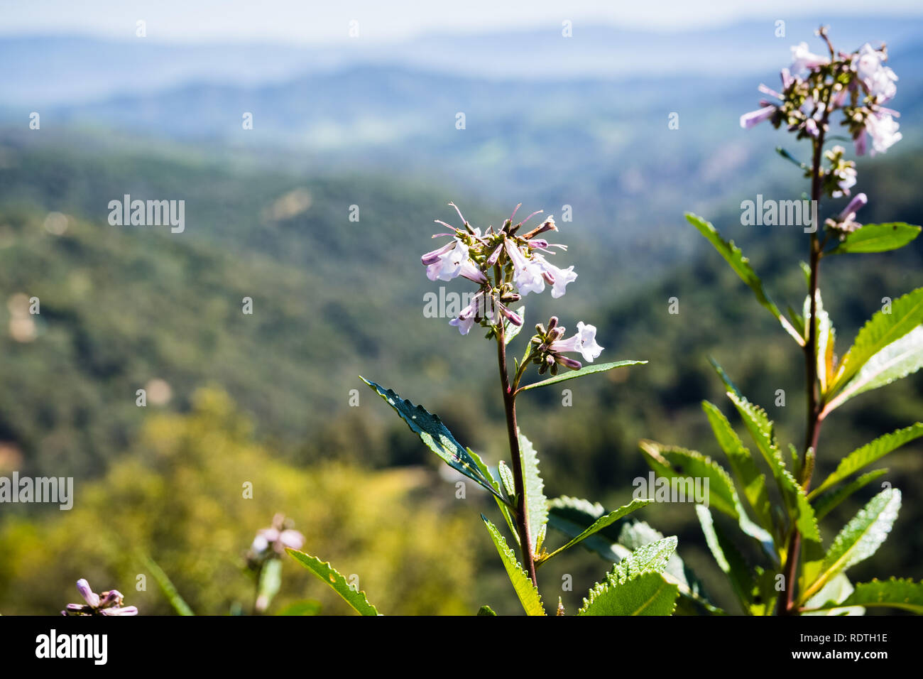 Le Yerba santa (Eriodictyon californicum) en fleur, Uvas Comté de Canyon Park, comté de Santa Clara, Californie Banque D'Images