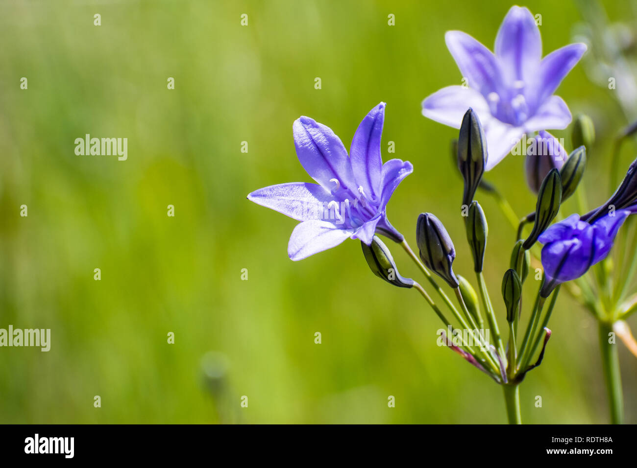 Close up of Ithuriel's spear (Triteleia laxa) fleurit sur les collines de South San Francisco, comté de Santa Clara, Californie Banque D'Images