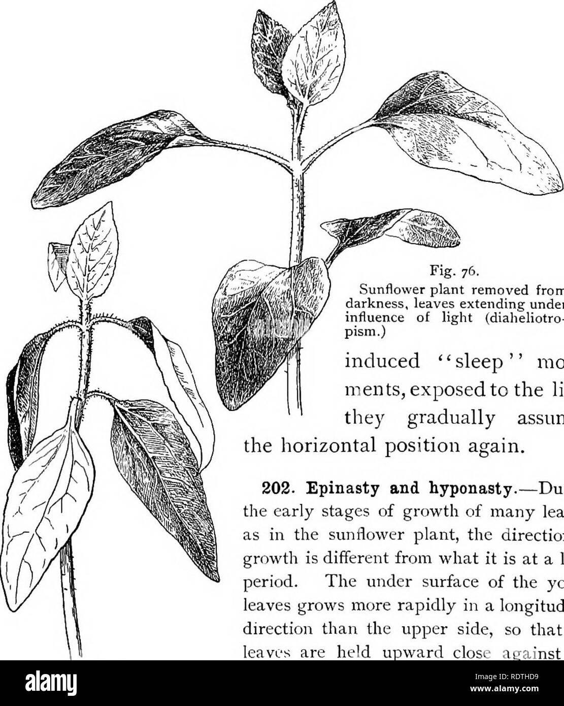 . Botanique élémentaire. La botanique. La physiologie. ont été cultivées dans une boîte, quand ils étaient sur le 35COT élevé ont été couverts pendant près de deux jours, de sorte que la lumière a été exclu. À midi, le deuxième jour, le fort fut supprimé, et les feuilles des couverts végétaux sont bien représentés dans la fig. 75, qui a été faite à partir de l'un d'entre eux. Les feuilles des autres plantes dans la boîte qui n'étaient pas couverts étaient horizontaux, comme illustré par la fig. 76. Maintenant, à la sortie de ces plantes, qui avaient fait preuve. Fig. 76. Plante de tournesol enlevé de l'obscurité, les feuilles s'étendant sous l'influence de la lumière (diaheliotro- pism.) a induit le sommeil '' '' déplacer Banque D'Images