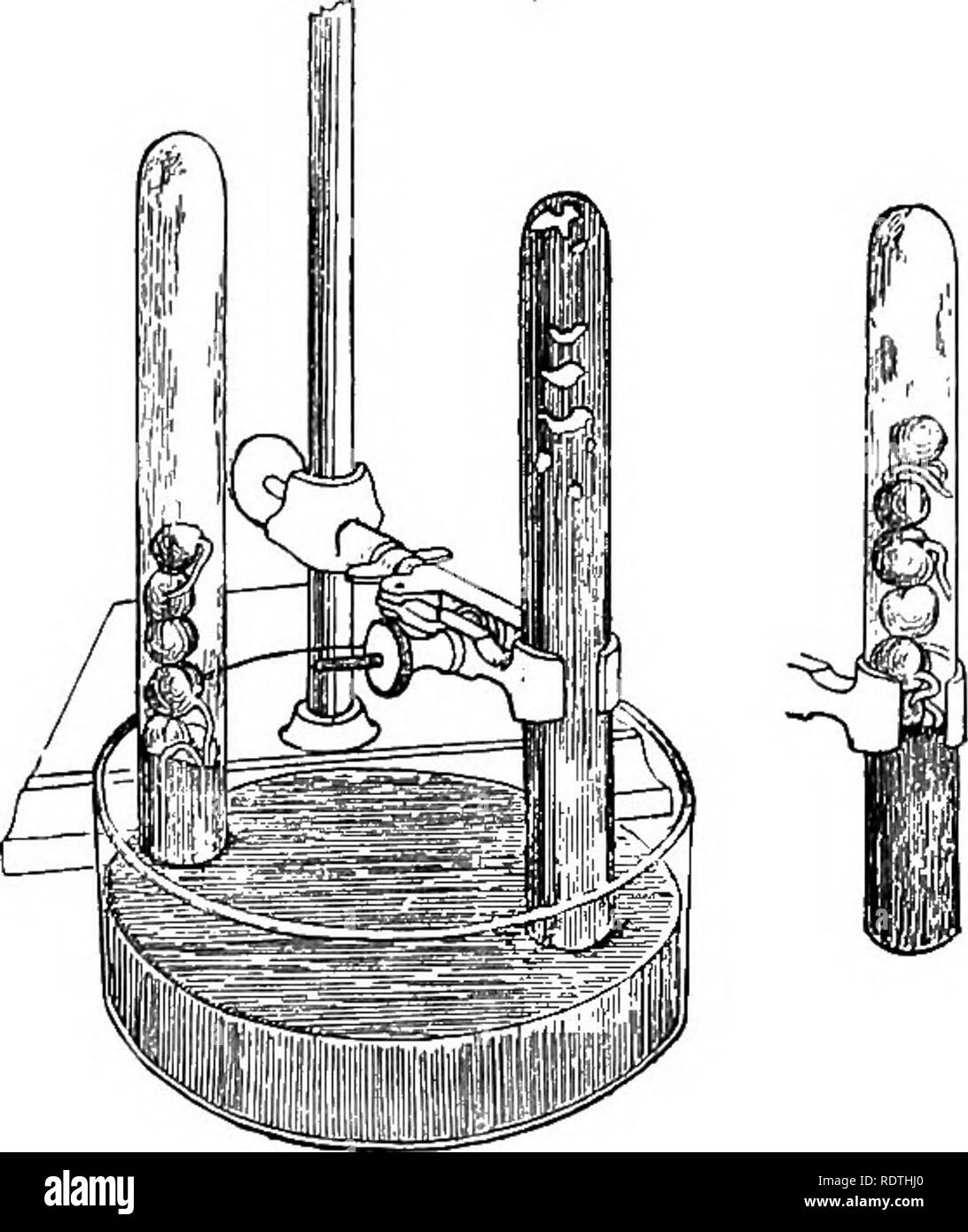 . Botanique élémentaire. La botanique. RESPIRA TION. 578, et les racines mesuré 20-25/nm. À 15 heures le jour suivant, 29 heures après l'expérience a été lancé, les racines ont été examinés. Ceux dans le gaz C02 n'a pas augmenté sensiblement, tandis que ceux dans le bol contenant de l'air a augmenté de longueur lo-iomm. Dans la fig. 48 sont représentés deux des pois, tirées à l'issue de l'expérience, la représente l'un de la C02 jar qui avait la plus longue racine, b représente l'un des plus longs du pot avec l'air. Ici nous avons aussi une bonne comparaison avec les pois cultivés dans les tubes de mercure, depuis ceux de Banque D'Images