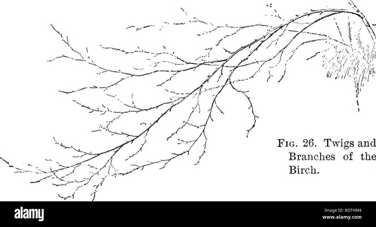 . Essentials de botanique. La botanique, la botanique. 63 tiges par rapport à d'autres, et la forme de l'arbre est rond et recouvert de se propager, comme celle de déliquescentes Fig. 235. La plupart des grands arbres forestiers sont intermédiaires entre ces deux extrêmes. Get directions leurs caractéristiques à un degré considérable de l'importance relative de leur bourgeon terminal. Si ce sont principalement des bourgeons de fleurs, comme c'est le cas dans le cheval-châtaignier, l'arbre est caractérisé par de fréquentes de bifurquer, et n'a pas de longues branches horizontales. Si le bourgeon terminal conserve l'initiative de l'embranchement, mais ces derniers sont nombreux et la plupart d'entre eux grandissent Banque D'Images