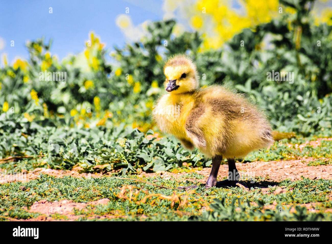 Bernache du Canada (Branta canadensis) nouveau né chick posant sur un pré ; plantes vertes, fleurs jaunes et le bleu de la surface d'un lac à l'arrière-plan, San Banque D'Images