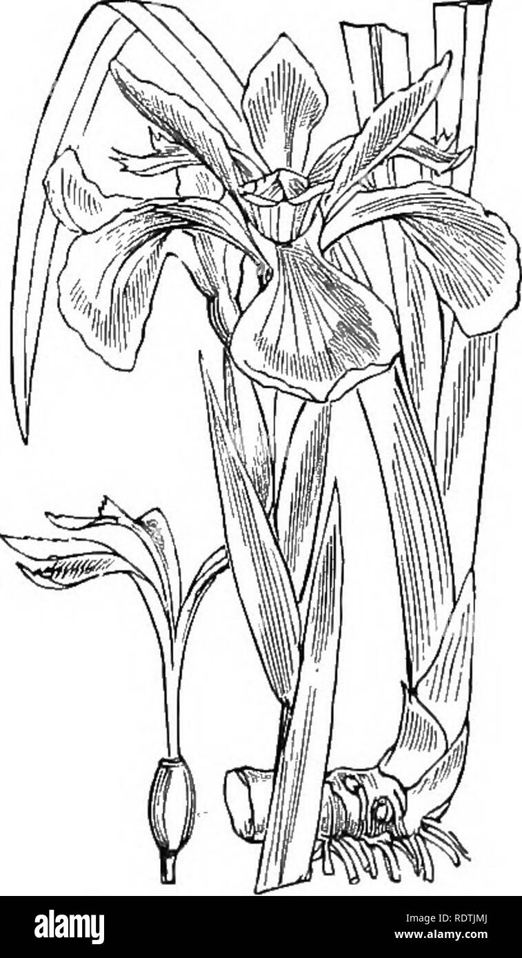 . Illustrations de la flore britannique : une série de gravures sur bois, avec des plantes, des dissections britannique. Botanique ; botanique. loi5. Cypripedium calceolus L.,^s Lady Slipper ; C. 1017. Iris pseudacorus L., YelloTxi I., drapeau jaune,. 1018. Iris foetidissima L., Gladdo Roasibeef^7t-plaitt ; V,. Veuillez noter que ces images sont extraites de la page numérisée des images qui peuvent avoir été retouchées numériquement pour plus de lisibilité - coloration et l'aspect de ces illustrations ne peut pas parfaitement ressembler à l'œuvre originale.. Fitch, W. H. (Walter Hood), 1817-1892 ; Smith, George Worthington, 1835-1917 ; George Bentham, Banque D'Images