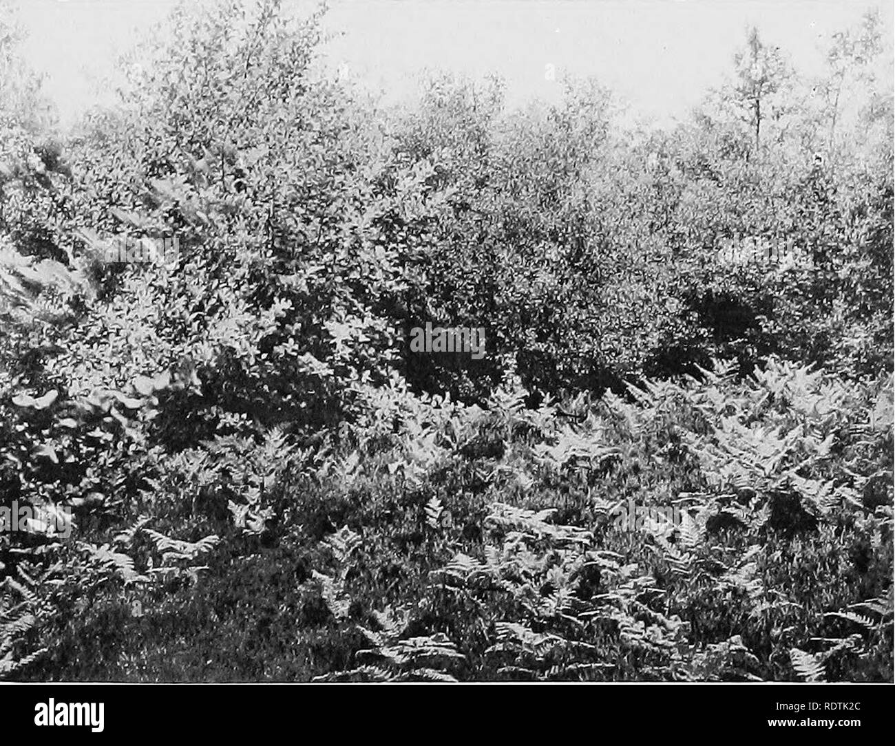 . Types de la végétation. La botanique. a. Rohm Quercus ; Betula tomentosa, Fagus sylvatica, entreprises sylvestris, Pteris aquilina, Galluna vulgaris. Forest Ashdowu AshdowD, Sussex, sur le sable.. phot, S. ^[angham b. Le Betula tomentosa, Pyrus Aria, Fagus sylvatica, Calluna vulgaris, Pteris aquilina. Toy's Hill, Kent, sur lits de Hythe, abaisser les sables verts. Bircli heatli-chêne association.. Veuillez noter que ces images sont extraites de la page numérisée des images qui peuvent avoir été retouchées numériquement pour plus de lisibilité - coloration et l'aspect de ces illustrations ne peut pas parfaitement ressembler à l'œuvre originale.. Tansley, Banque D'Images