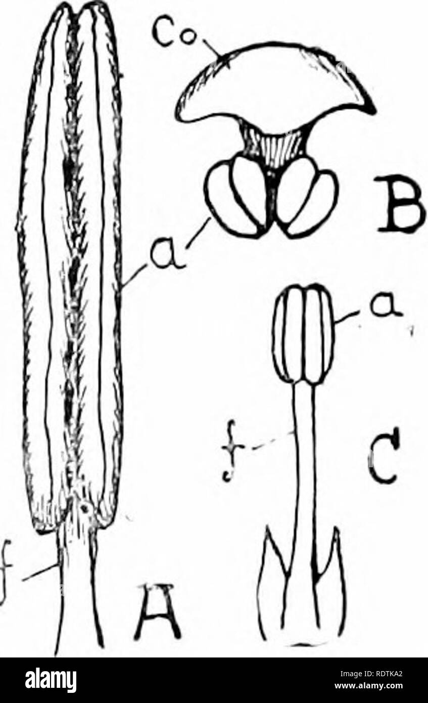 . Une introduction à la structure et à la reproduction des plantes. Anatomie végétale ; les plantes. Développement de 359 ovules. Tous les xA.ngiospermous les ovules sont fournis par un faisceau vasculaire qui traverse le funicule, mais se termine au niveau de la chalaze, sauf dans les rares cas (p. ex. Myrica) où le nncellus n'est pas en contact intime avec la peau et, par conséquent, fourni avec un apport vasculaire. L'ovule se pose invariablement sur le placenta comme un petit tas de cellules à paroi mince qui représente l'avenir nucelle (Fig. 207, A et D, I). Autour de la base de cette les téguments ensuite devel Banque D'Images