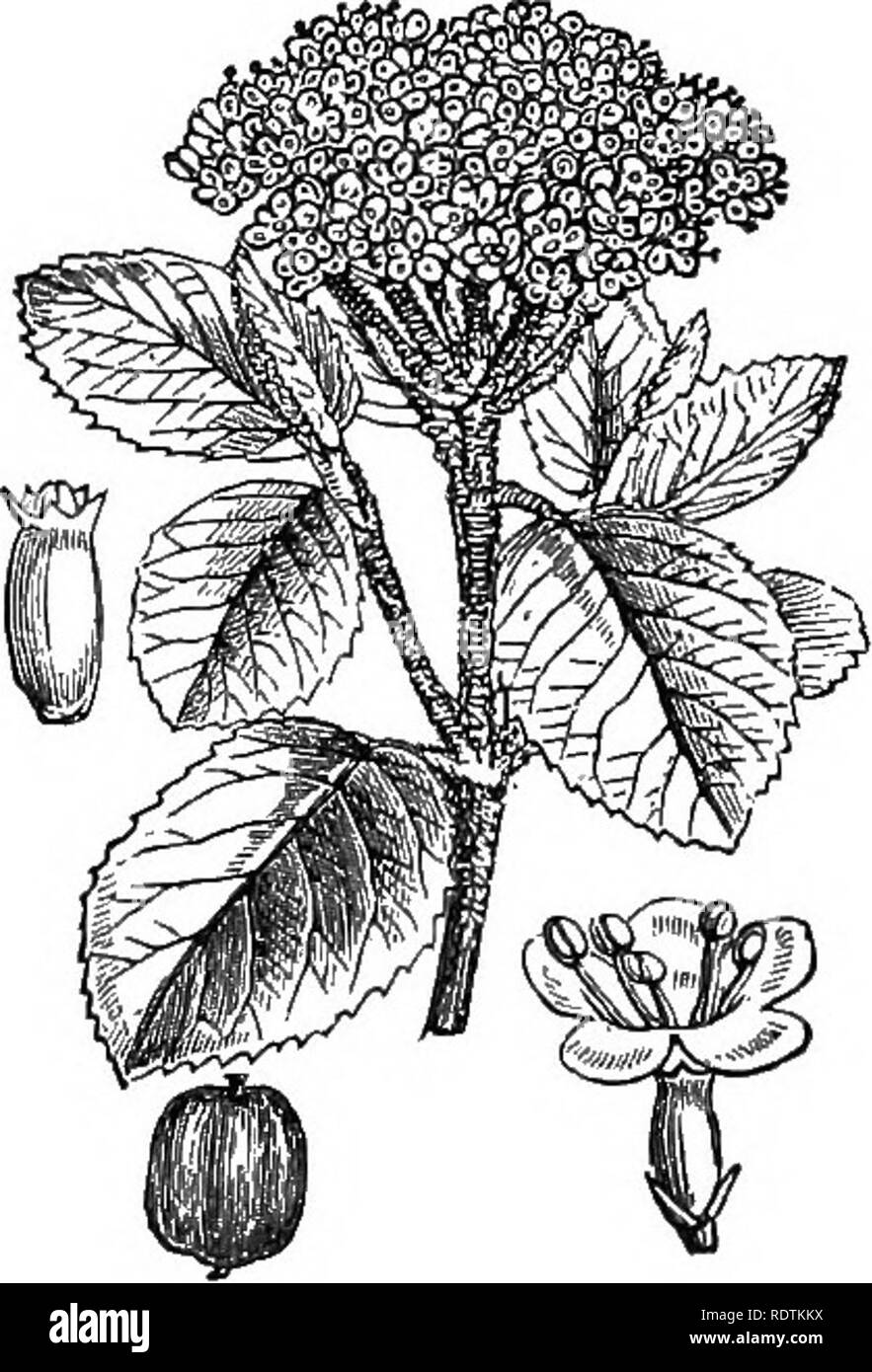 . Illustrations de la flore britannique : une série de gravures sur bois, avec des plantes, des dissections britannique. La botanique, la botanique. Aja2. Sambucus nigra L., ancien. 463. Sambucus Ebulus L., Dwarf Elder, Da7tev}0rf.. Veuillez noter que ces images sont extraites de la page numérisée des images qui peuvent avoir été retouchées numériquement pour plus de lisibilité - coloration et l'aspect de ces illustrations ne peut pas parfaitement ressembler à l'œuvre originale.. Fitch, W. H. (Walter Hood), 1817-1892 ; Smith, George Worthington, 1835-1917 ; Bentham, George, 1800-1884. Manuel de la flore britannique. Londres, L. Reeve Banque D'Images