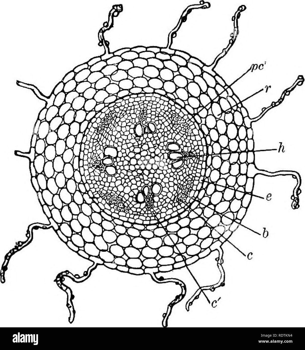 . Éléments de botanique. La botanique, la botanique. Des bottes. 31 (c) le cylindre ligneux qui forme la partie centrale de la racine. La distinction entre (6) et (c) est plus évidente lorsque la section a été exposé à l'air pendant quelques minutes et quelque peu changé en couleur. C'est un bon plan pour regarder avec la faible puissance d'abord à une section d'épaisseur, considéré comme un objet opaque, puis à un très mince monté dans l'eau ou de la glycérine, et s'affiche comme une misère noire transparente. Observer les extrémités des conduits, ou des navires, qui servent de pas- sages pour l'air et l'eau de traverser ; ces apparaissent comme des trous dans le. Banque D'Images