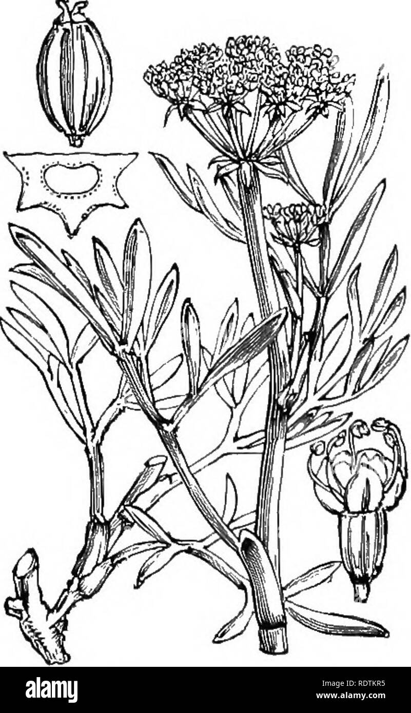 . Illustrations de la flore britannique : une série de gravures sur bois, avec des plantes, des dissections britannique. La botanique, la botanique. 431. Silaus pratensis, Bes-. S, flavescens, Bernh. Pcpf&gt;er Saxifrage ; Y,. j,li. Meum athamanticum Jacq., 433. Marilimum Spignel Chrithmum L., Mew, Baldmoney ; Pk. Sam0ii ?-e.. Veuillez noter que ces images sont extraites de la page numérisée des images qui peuvent avoir été retouchées numériquement pour plus de lisibilité - coloration et l'aspect de ces illustrations ne peut pas parfaitement ressembler à l'œuvre originale.. Fitch, W. H. (Walter Hood), 1817-1892 ; Smith, George Worthington, 1835-1917 ; Bent Banque D'Images